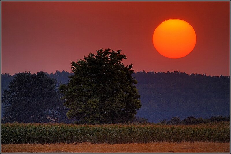 Sunset over Cornfield — Red