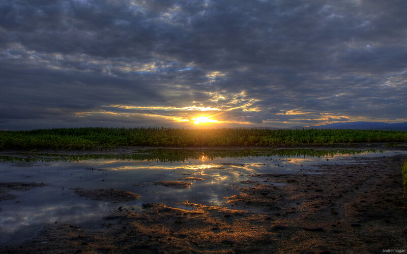 Sunset over Cornfield