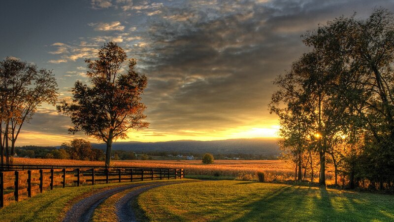 Sunset over Cornfield — Yellow