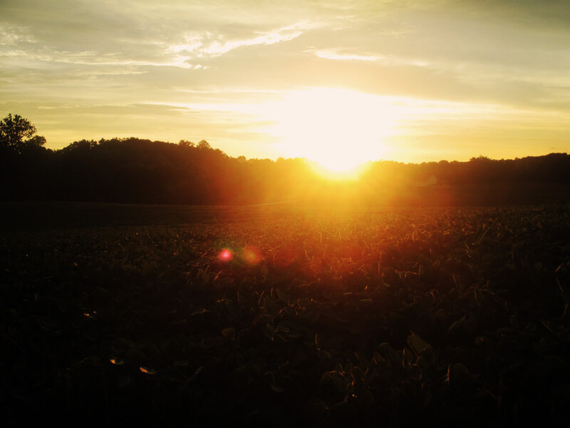 Sunset over Crop Field