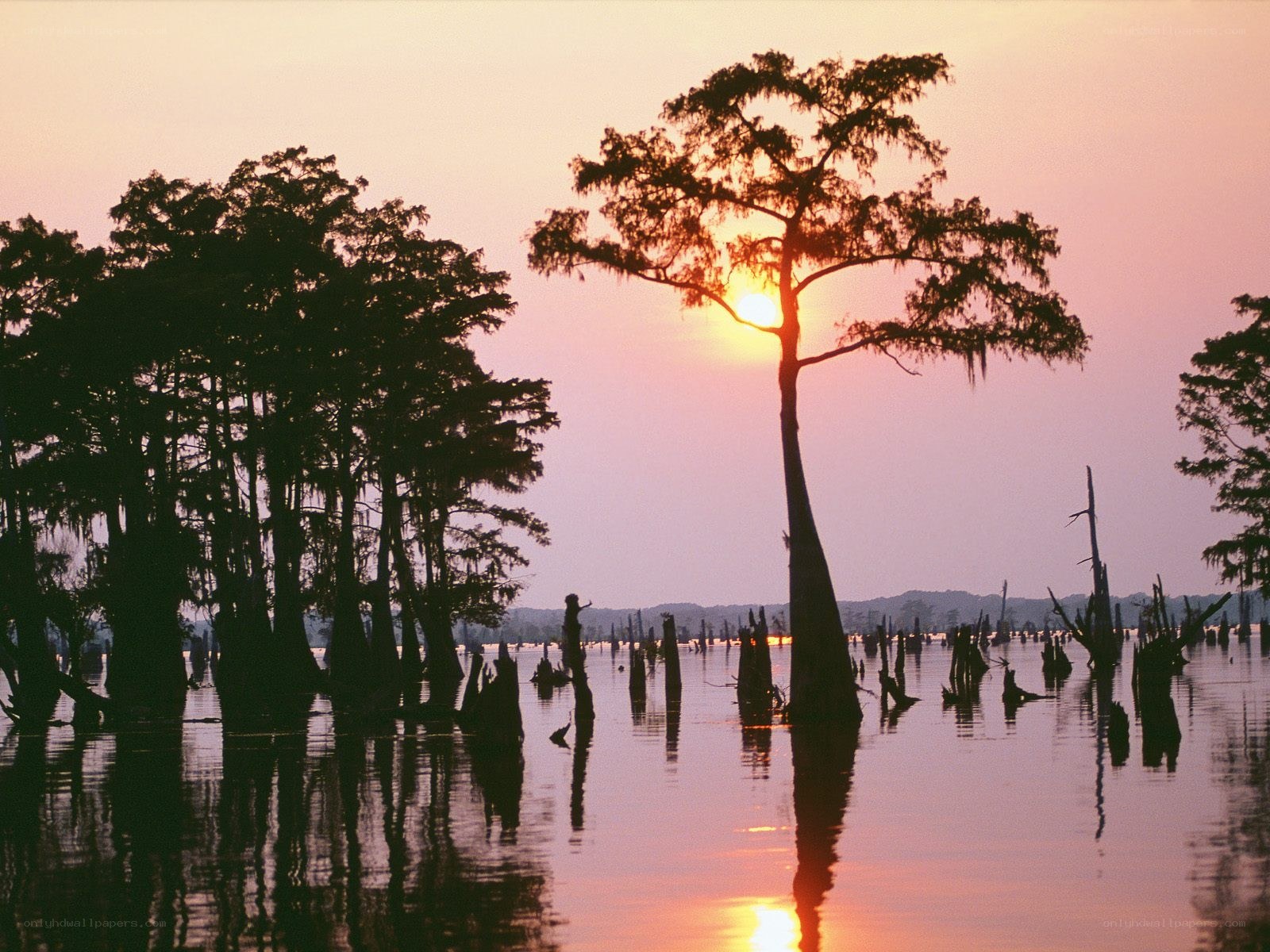 Sunset over cypress swamp
