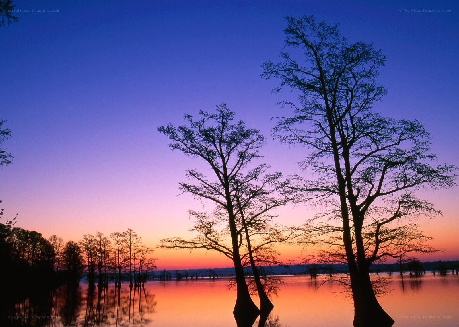 Sunset over cypress trees