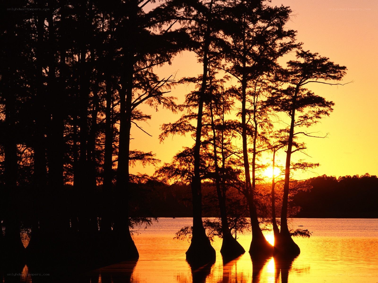 Sunset over cypress trees