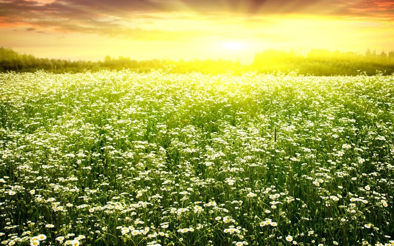 Sunset over daisy field