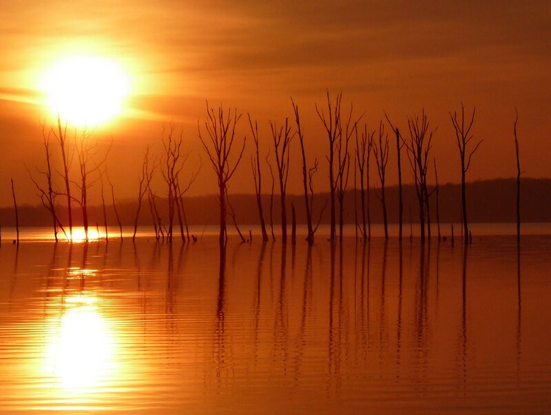 Sunset over dead trees