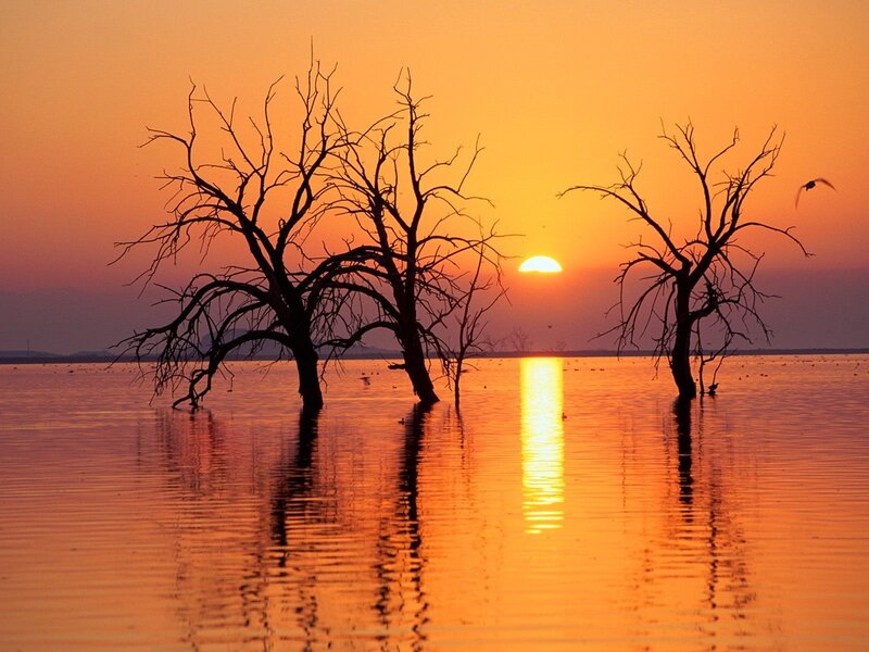 Sunset over dead trees
