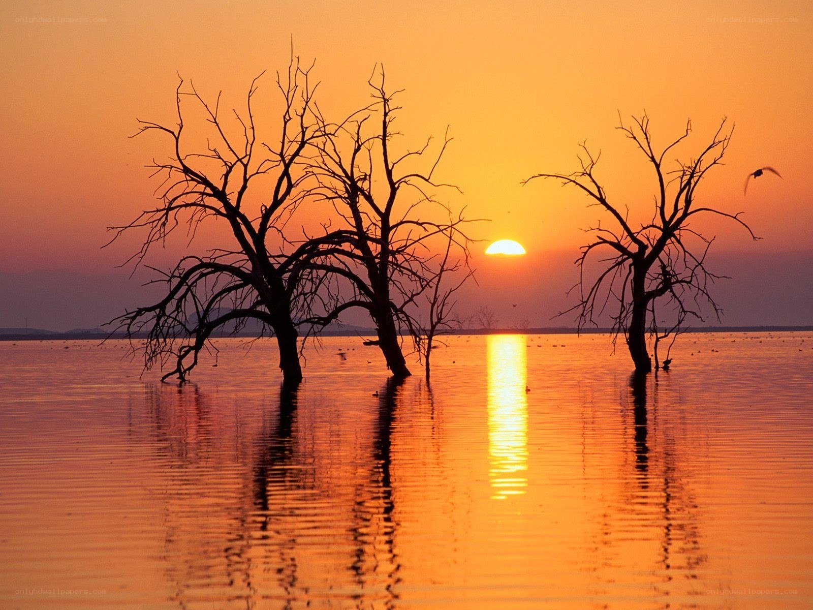 Sunset over dead trees