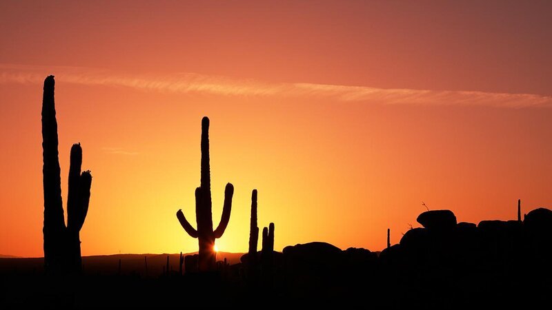 sunset over desert cacti