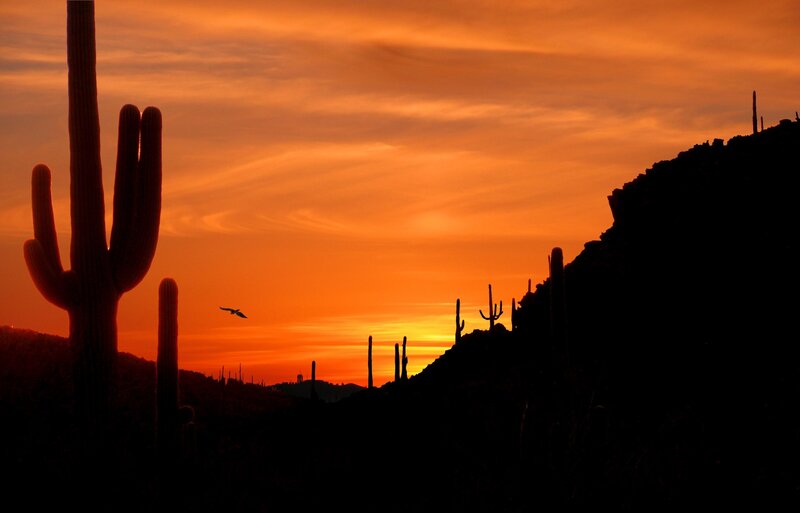 Sunset over desert cacti