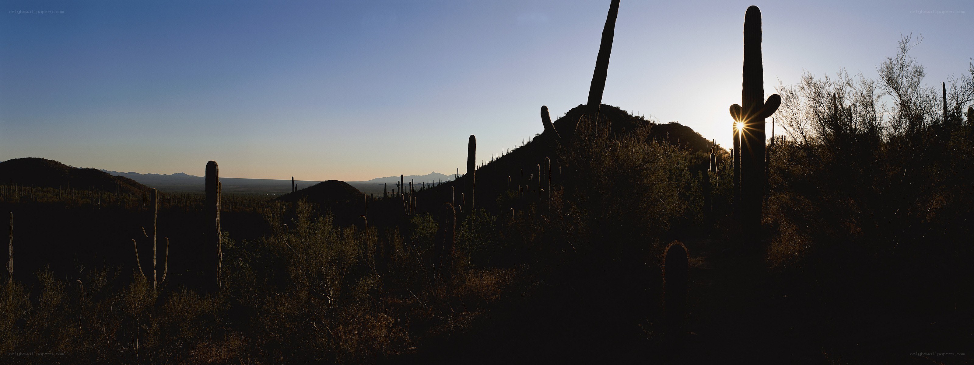 Sunset over desert cacti