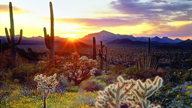 Sunset over desert cacti