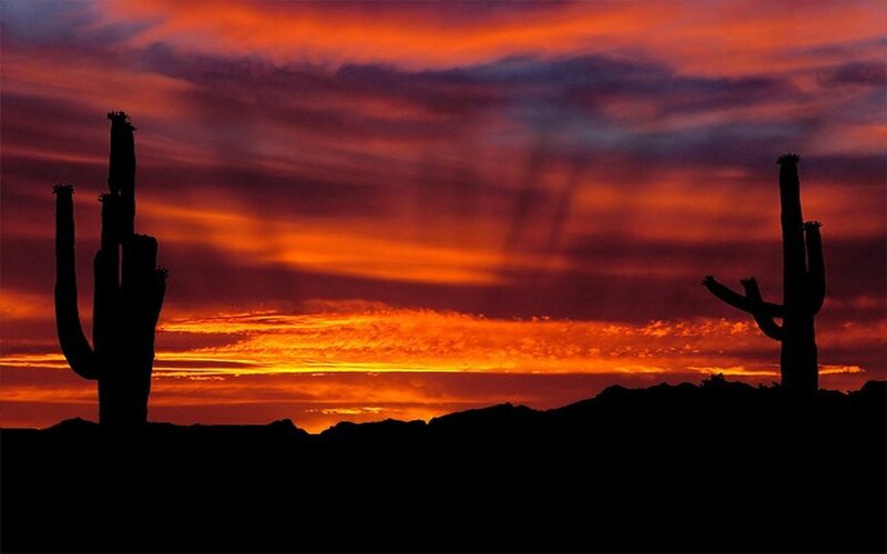 Sunset over desert cacti