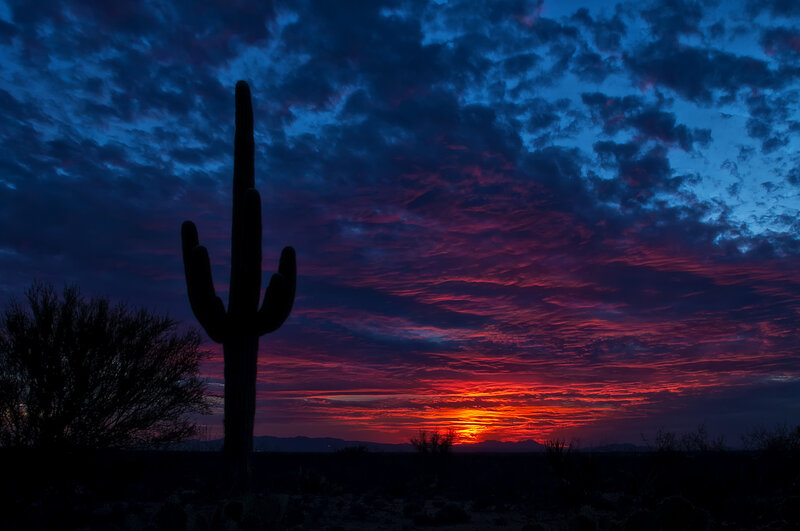 Sunset over desert cactus