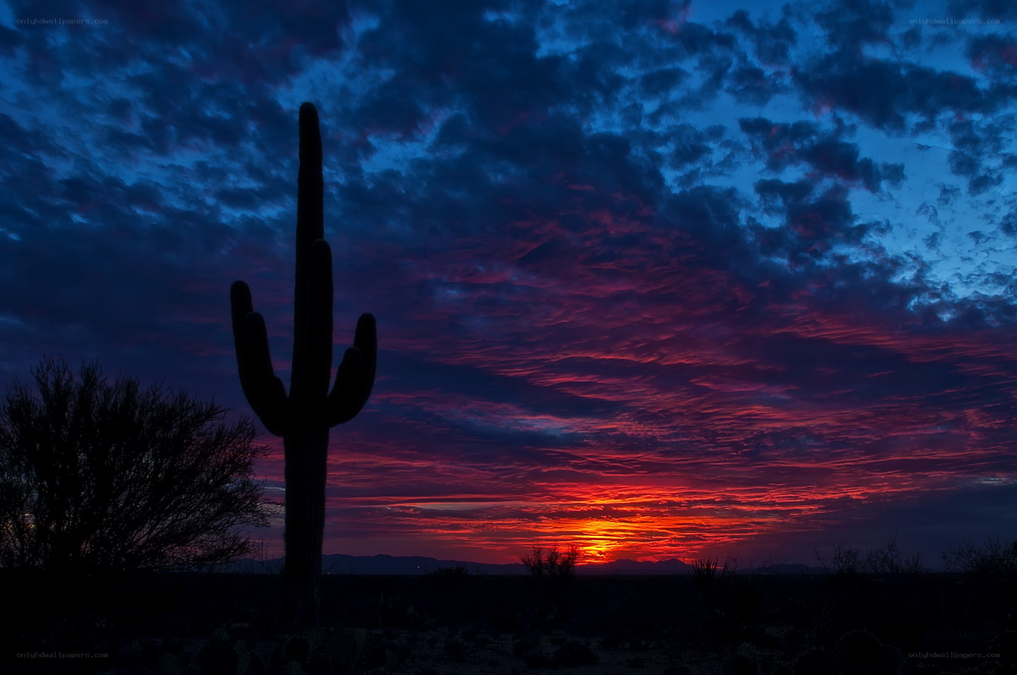 Sunset over desert cactus