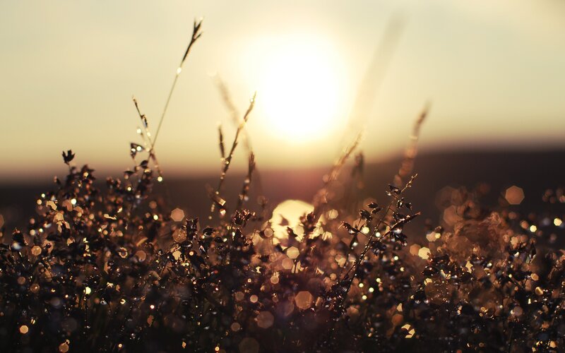 Sunset over dewy grass