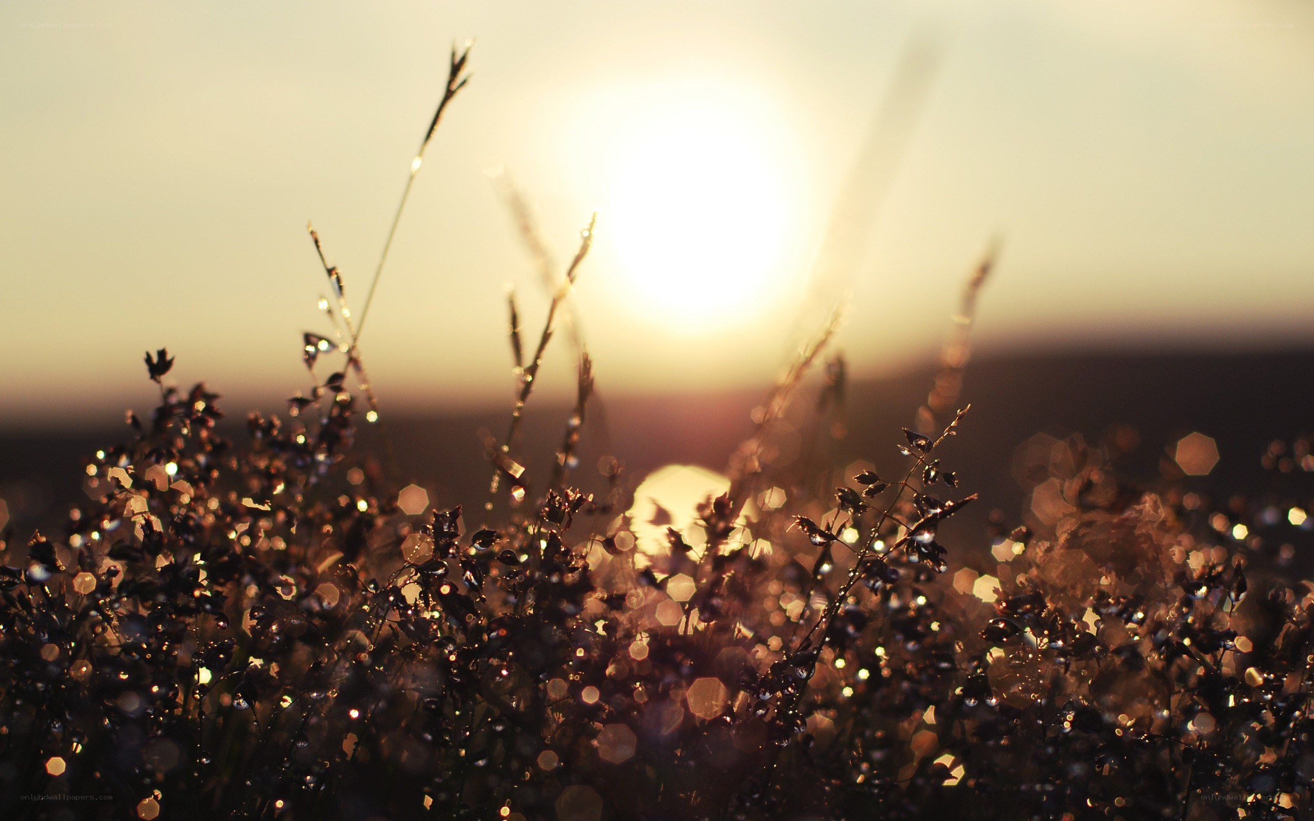 Sunset over dewy grass
