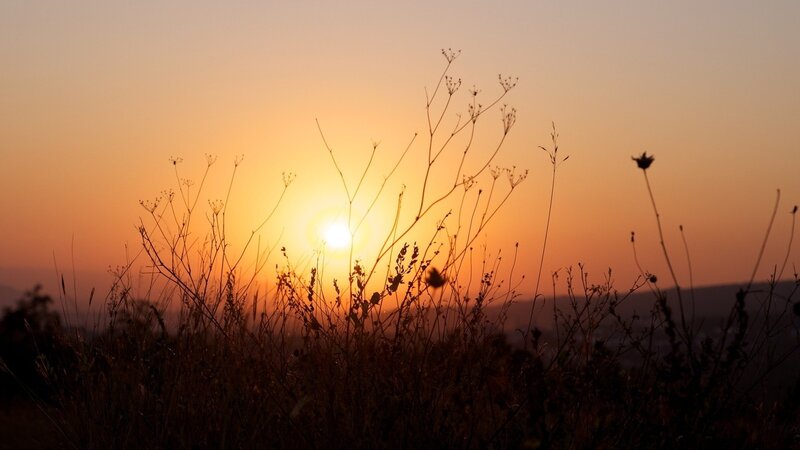 Sunset over dry grass