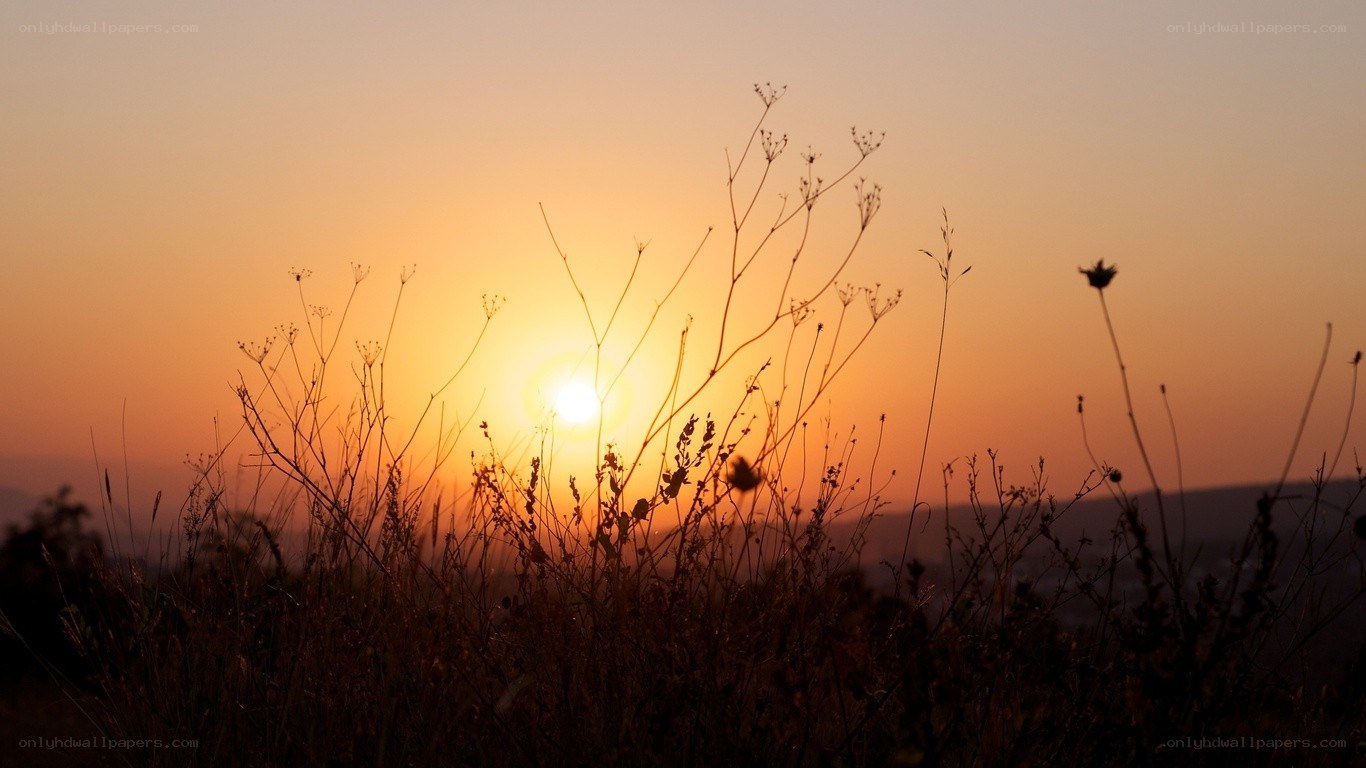 Sunset over dry grass