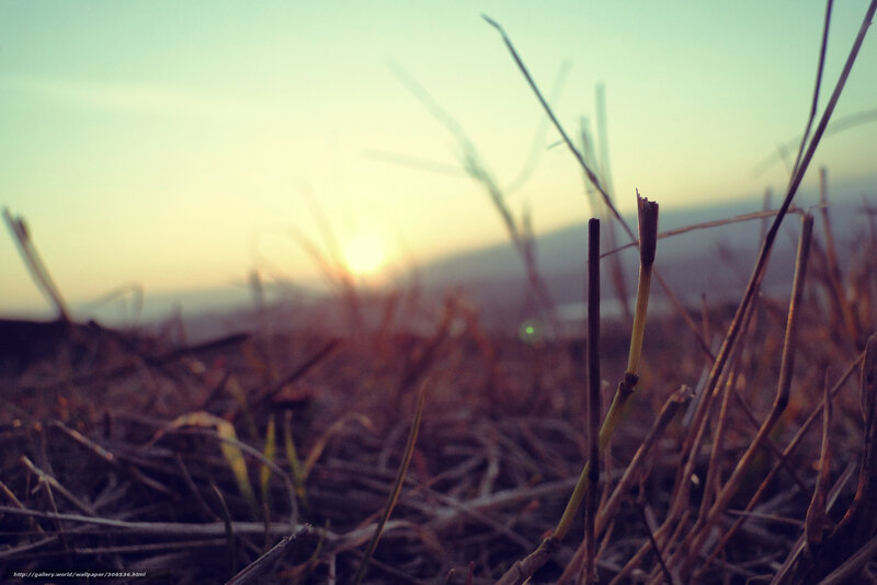 Sunset over dry grass