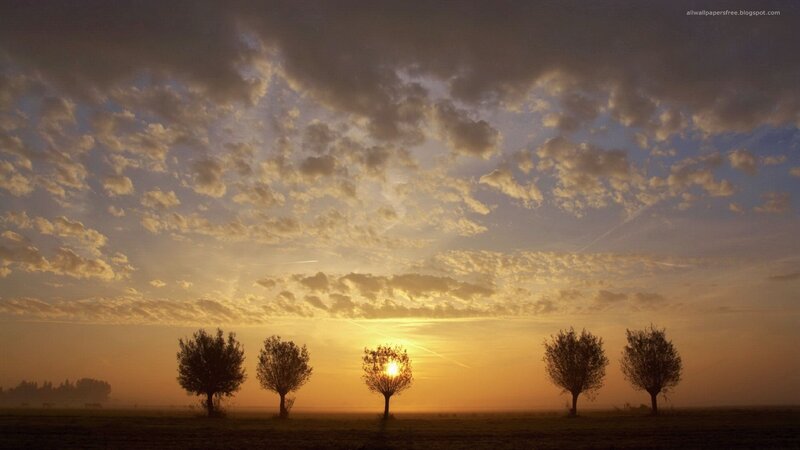 Sunset over field with trees