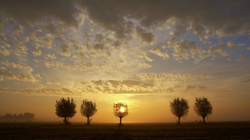 Sunset over field with trees
