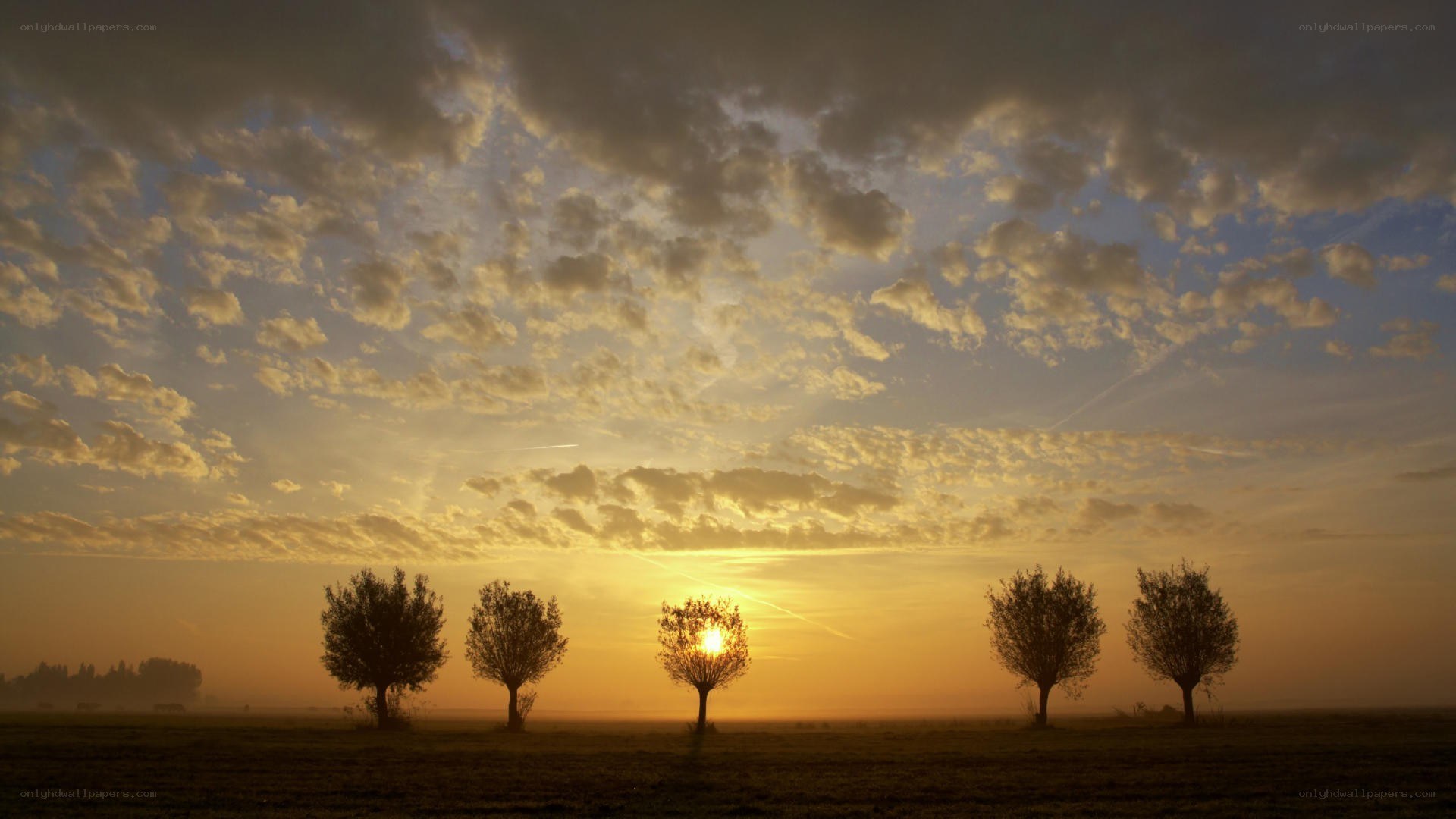 Sunset over field with trees