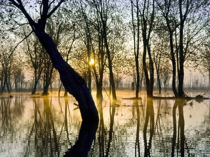 Sunset over flooded forest
