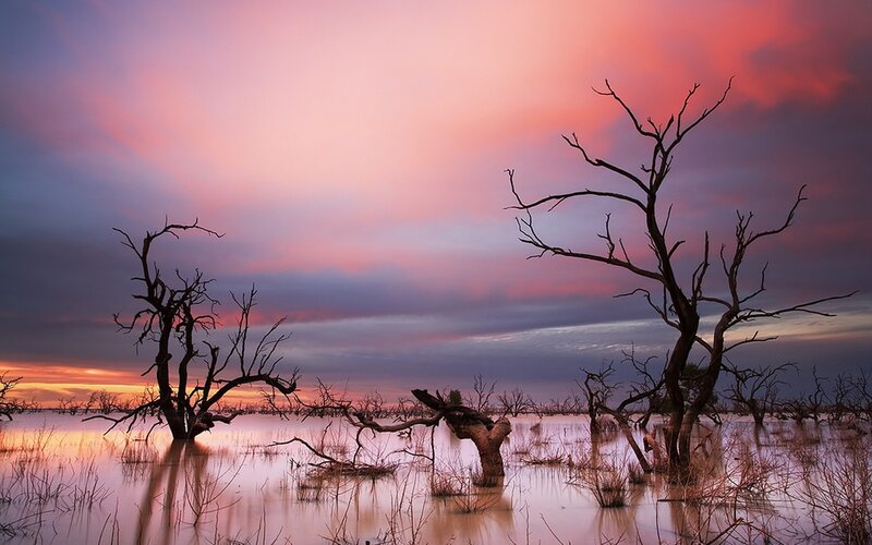 Sunset over flooded trees