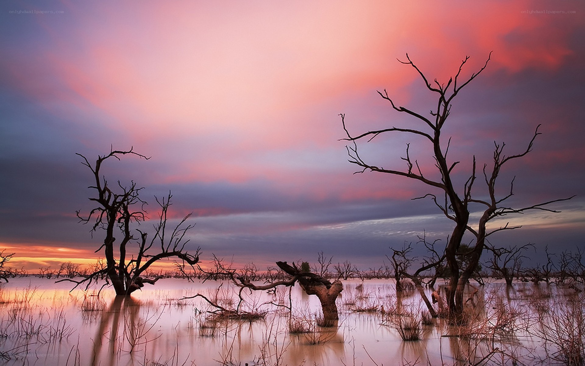Sunset over flooded trees