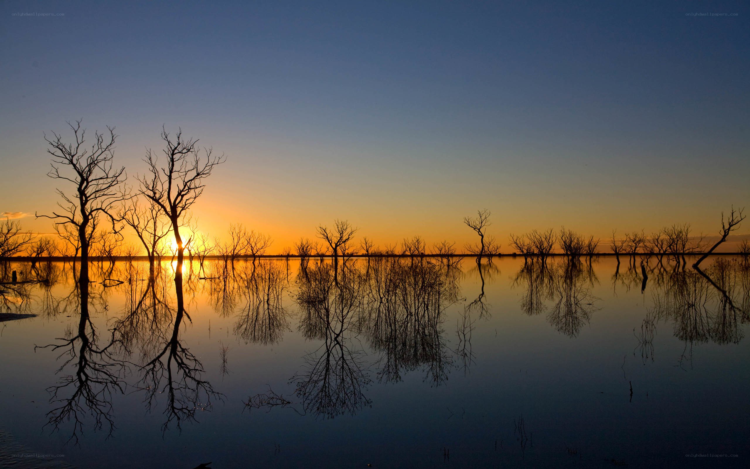 Sunset over flooded trees