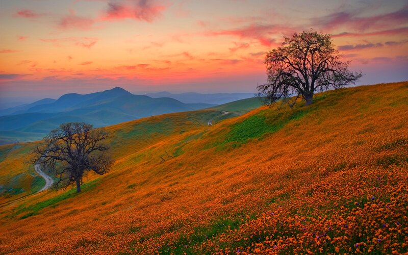 Sunset over Flower-covered Hills — Orange, Serene
