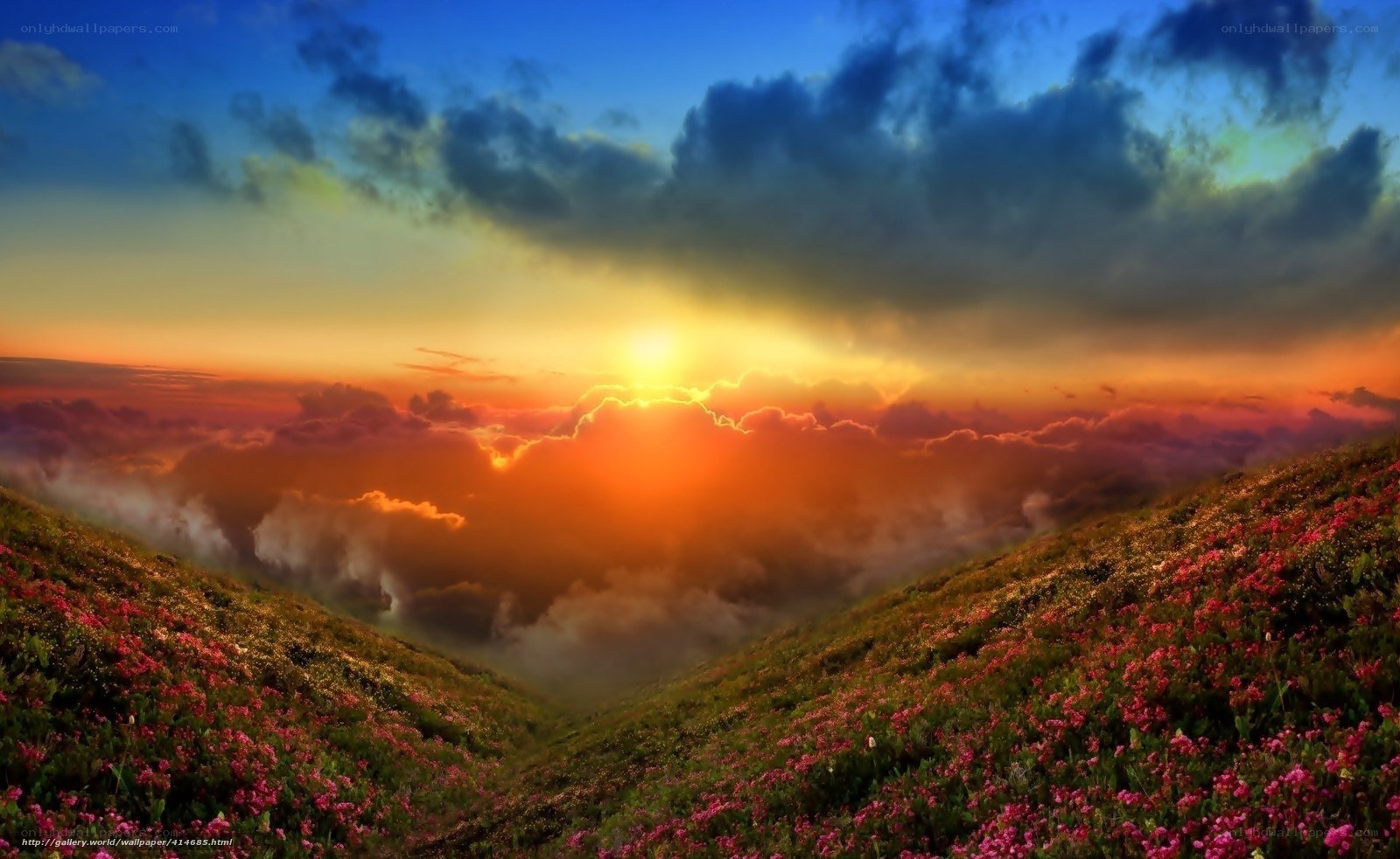 Sunset over flower-covered hills