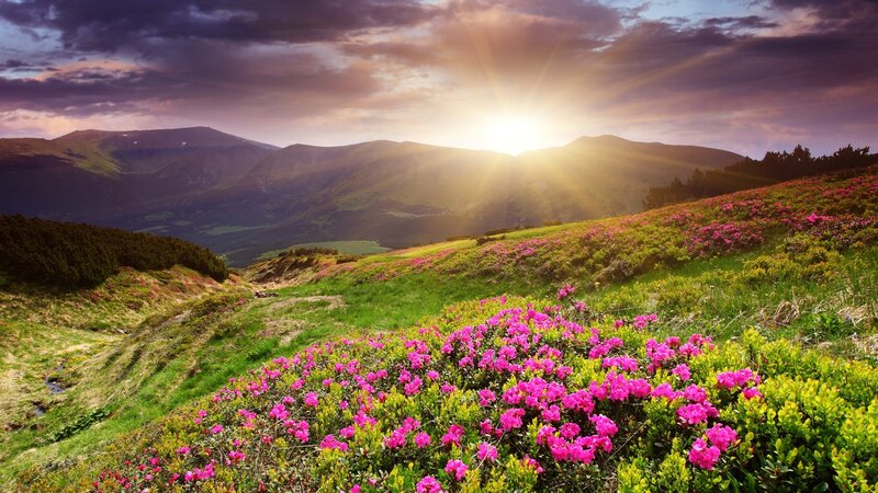 Sunset over flower-covered mountains