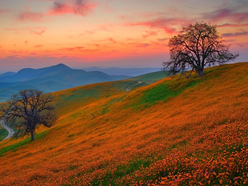 Sunset over Flower Field — Orange