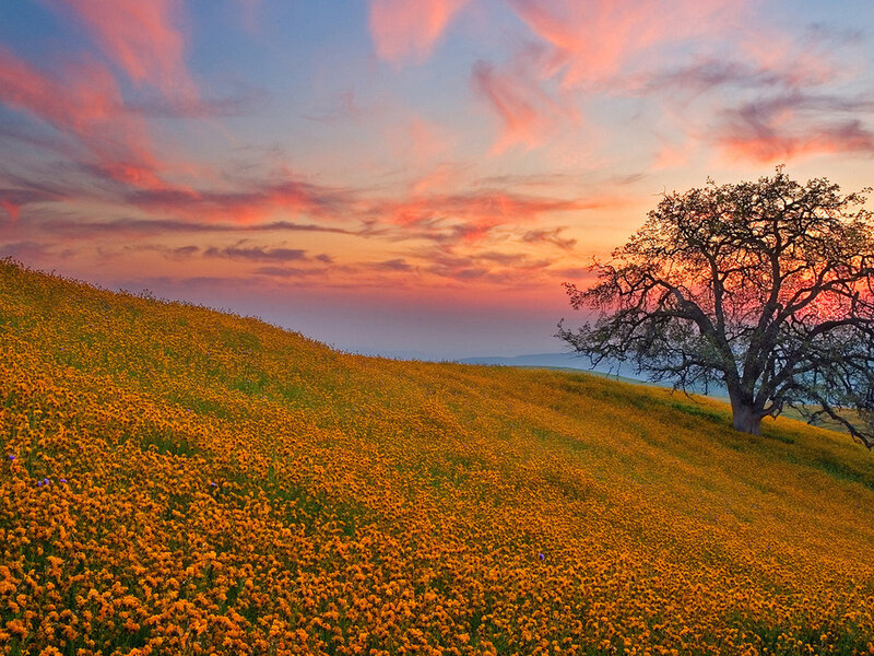 Sunset over Flower Field