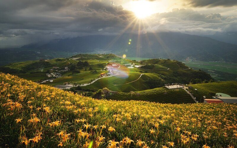 Sunset over flower fields