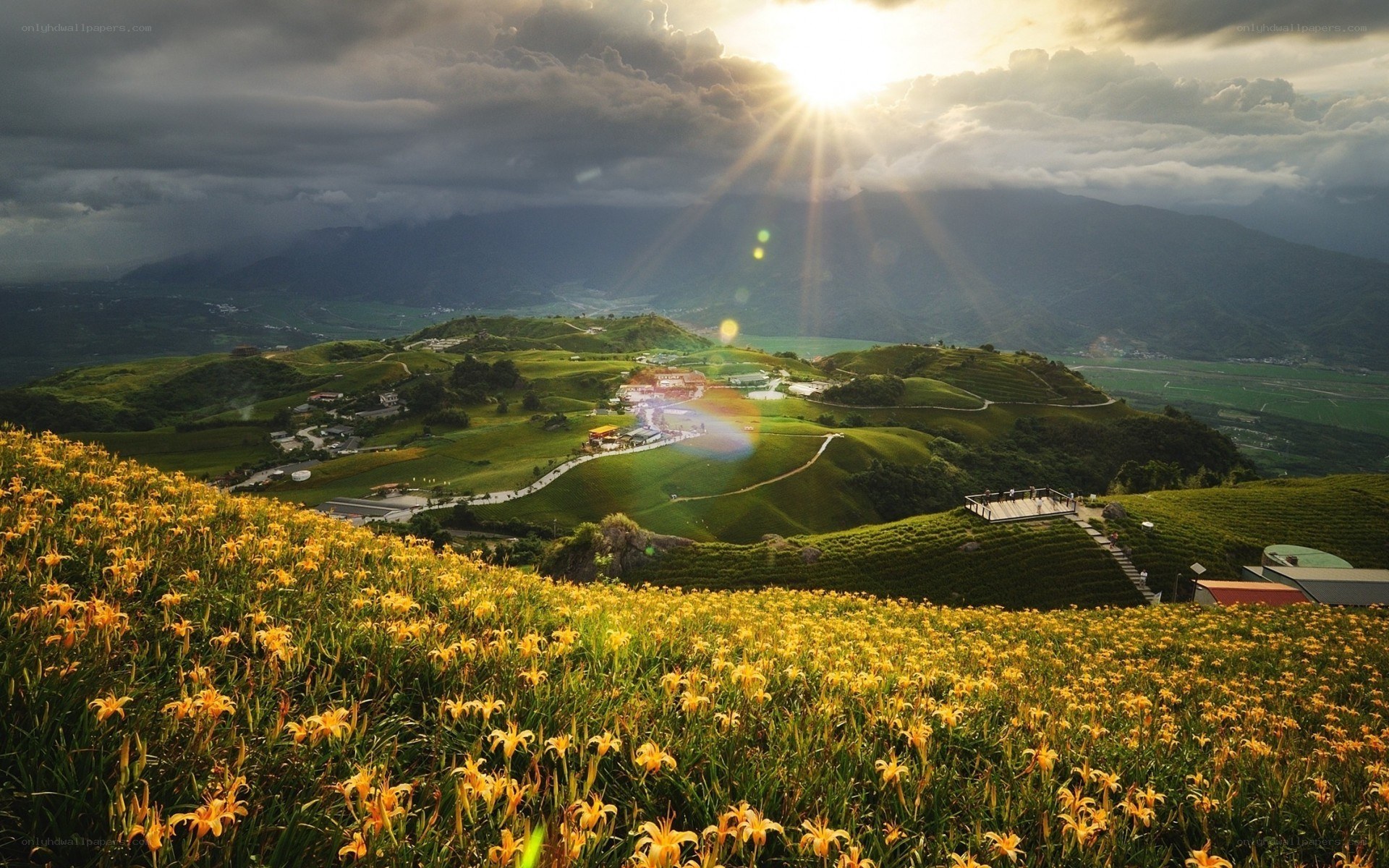 Sunset over flower fields