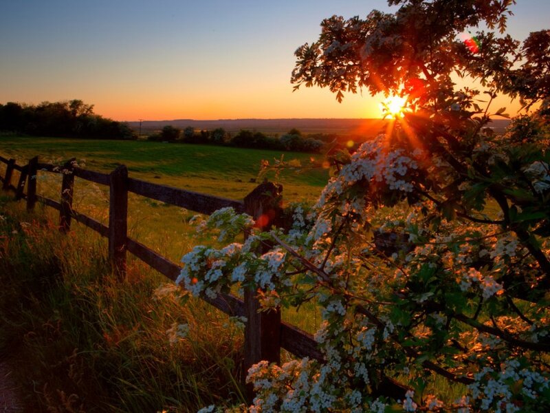Sunset over Flowering Bush