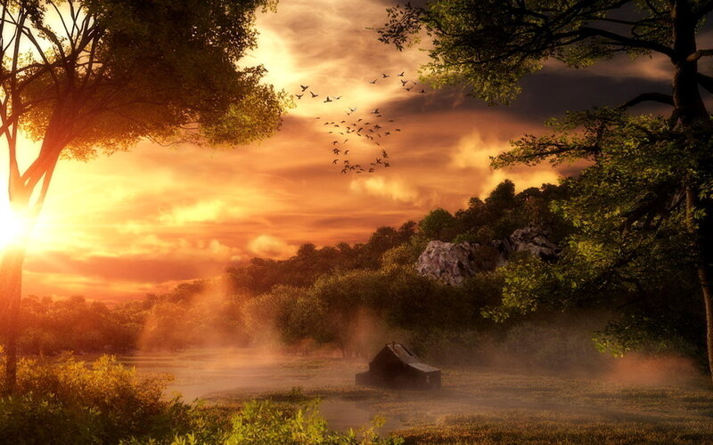 sunset over forest clearing