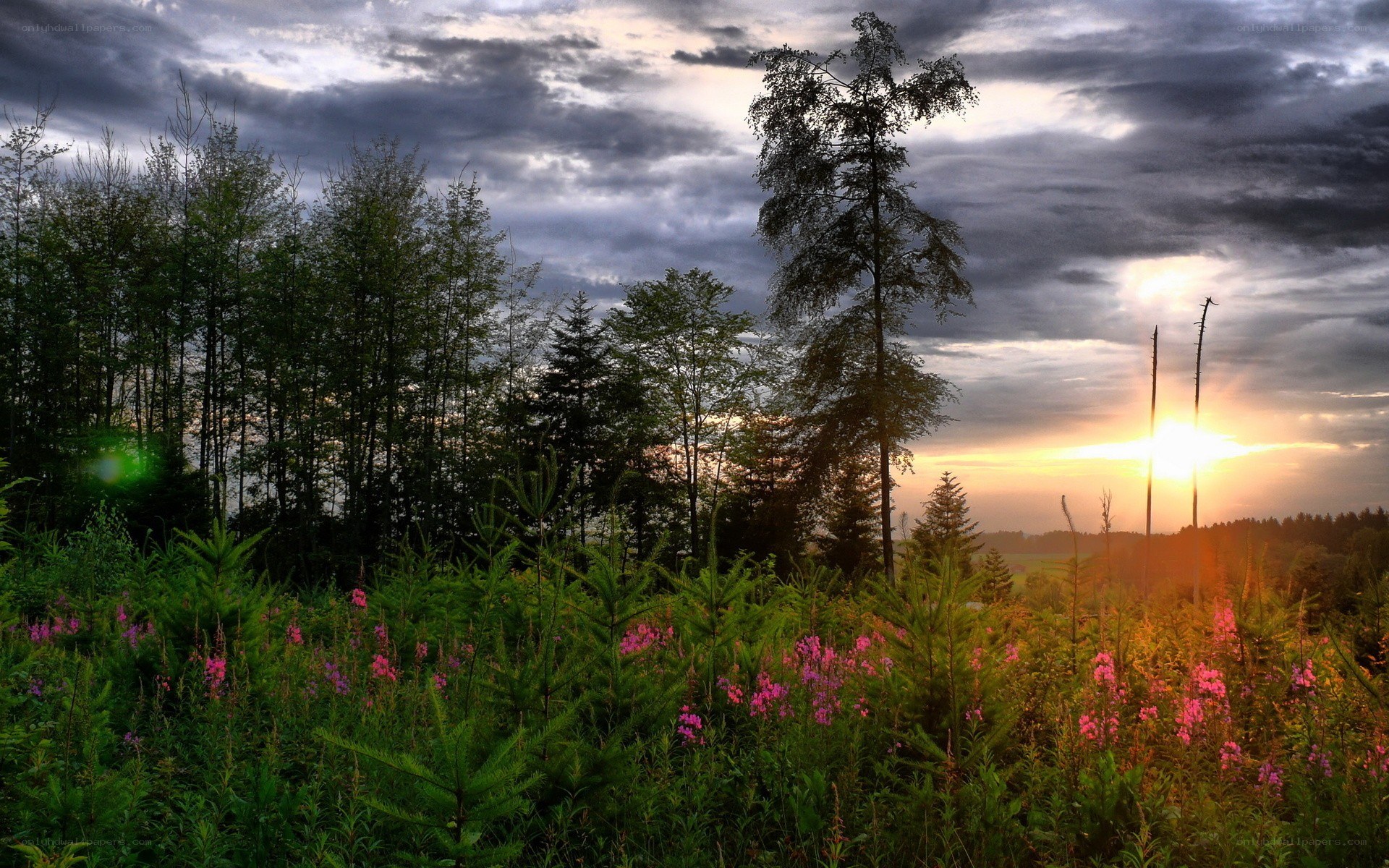 Sunset over forest clearing