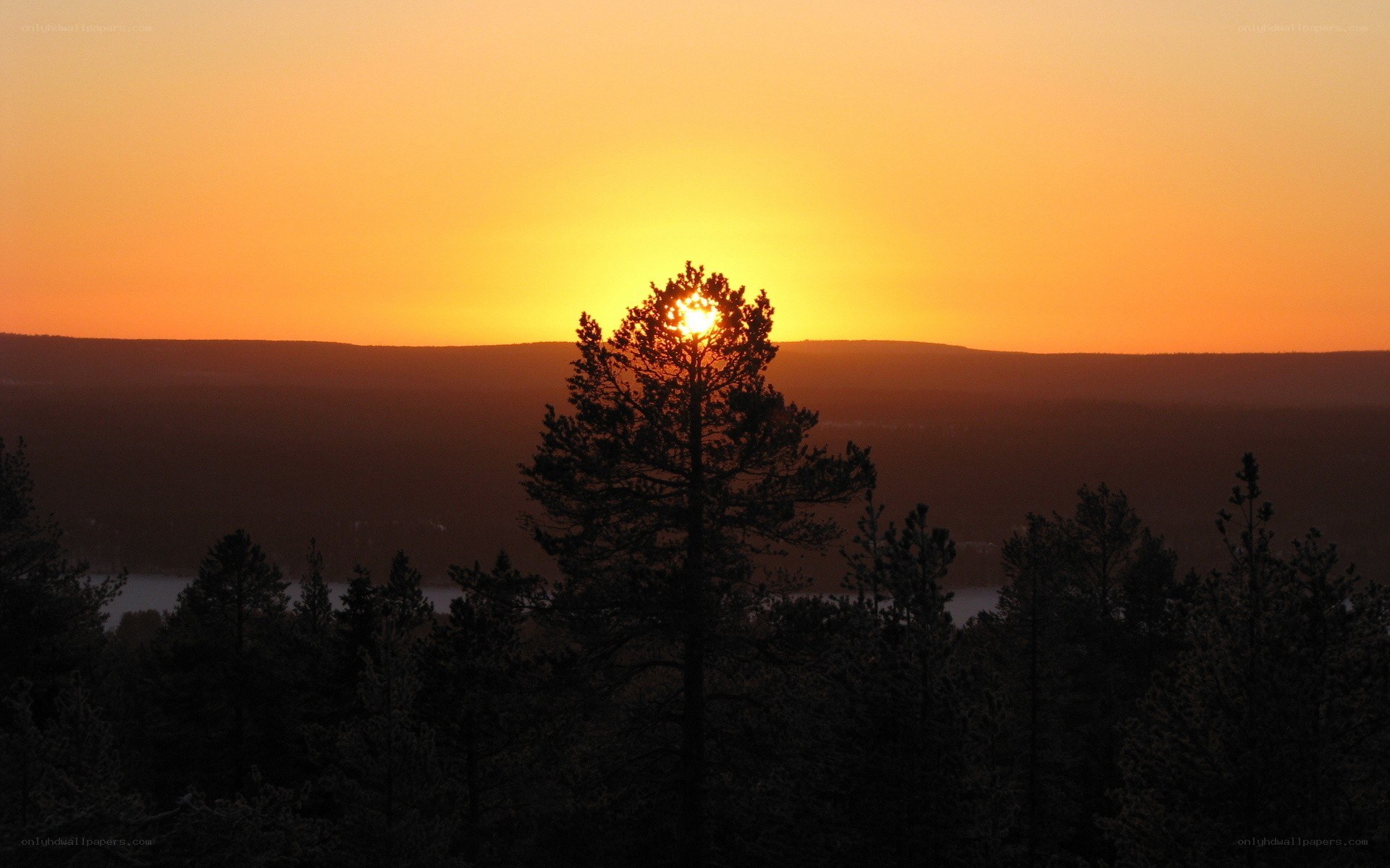 Sunset over forest hills
