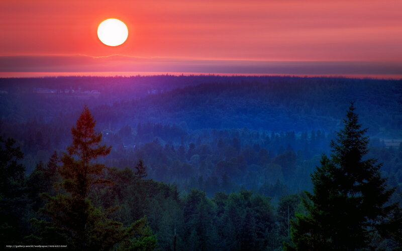 Sunset over forest hills
