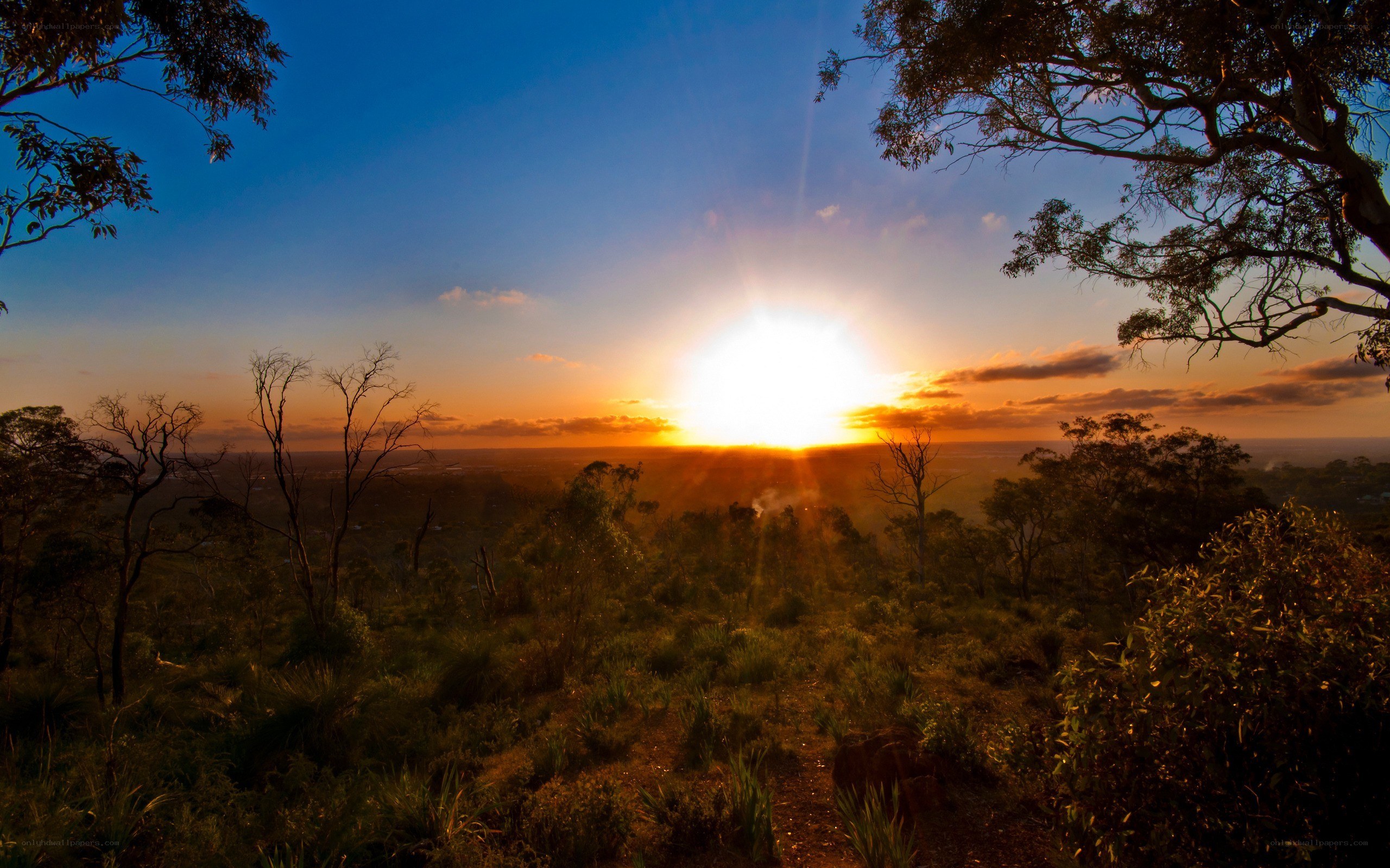 Sunset over forest landscape