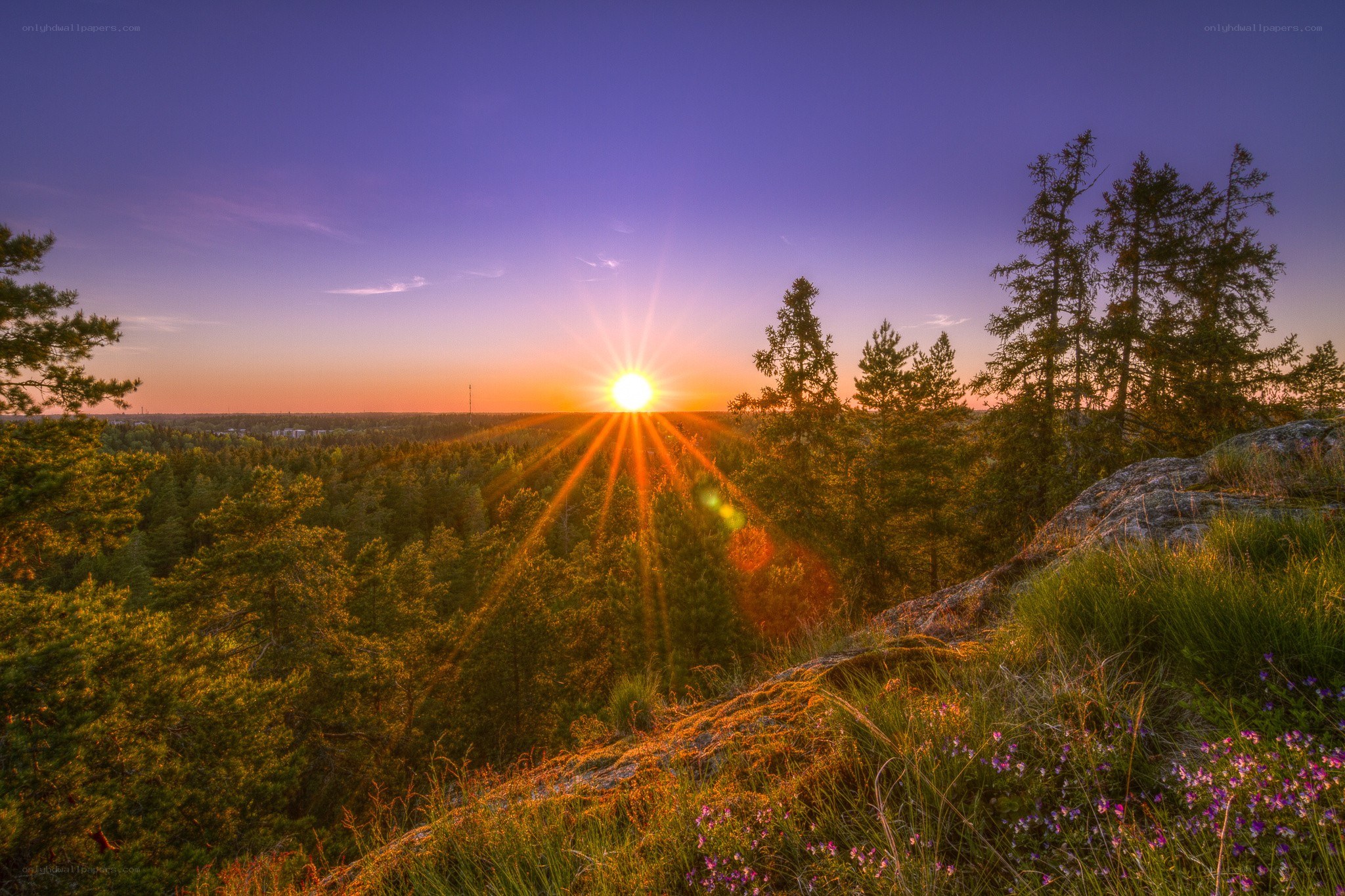 Sunset over forest landscape