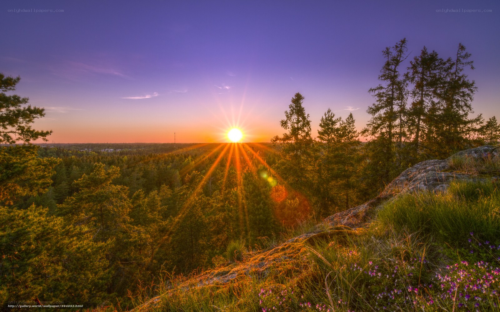 Sunset over forest landscape