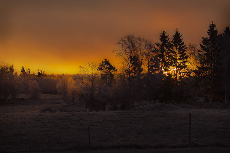 Sunset over Forest — Orange, Dramatic, Photograph, Trees, Field