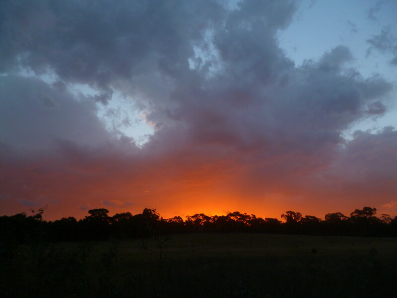 Sunset over Forest — Orange, Dramatic, Photograph, Trees