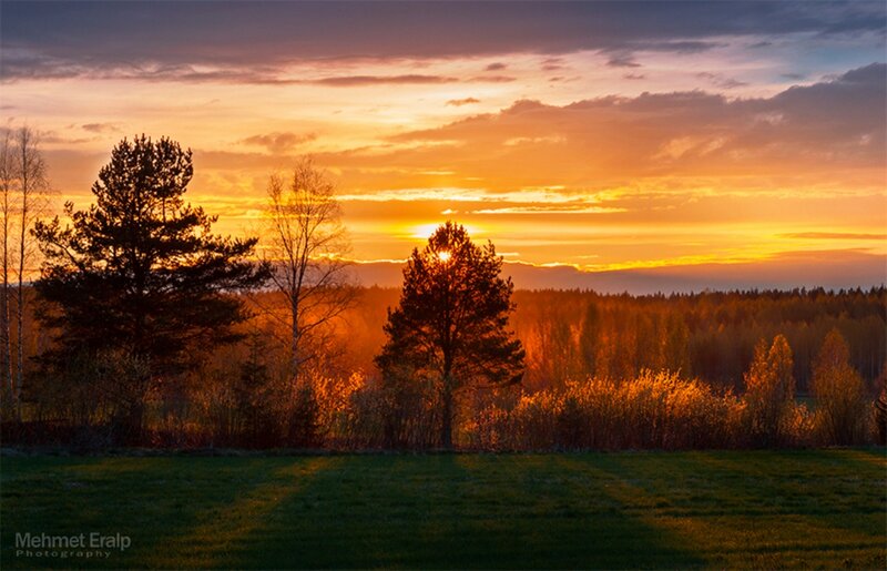 Sunset over Forest — Orange, Serene, Photograph