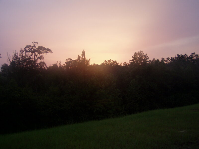 Sunset over Forest — Purple