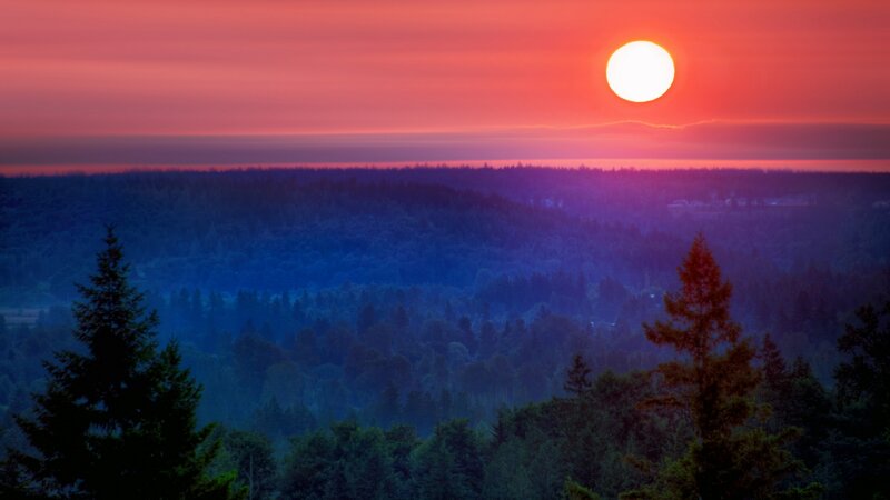Sunset over Forest — Red, Serene